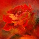 Dame roos van Andreas Wemmje thumbnail