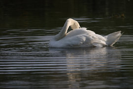 Un regard ailé – Cygne au repos à contre-jour sur Mootjes