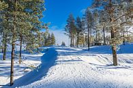 Landschap met sneeuw in de winter in Kuusamo, Finland van Rico Ködder thumbnail