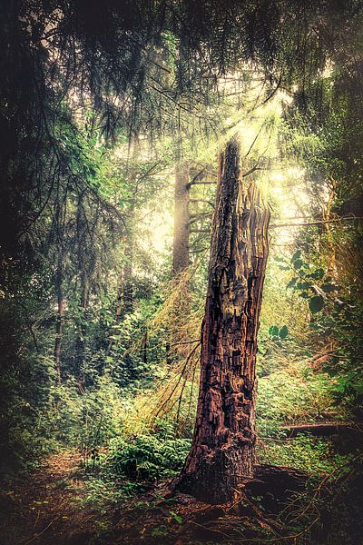 Tree of life - Baum mitten im Märchenwald im schönen Cuxhaven von Jakob Baranowski - Photography - Video - Photoshop