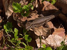 Muurhagedis in de lente van Timon Schneider