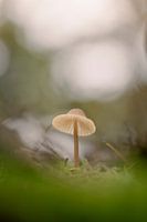 Kleiner Pilz in mystischer Atmosphäre