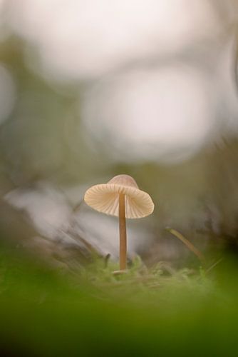 Kleine paddenstoel in mystieke sfeer