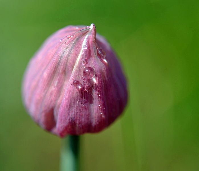 bieslook by Corinne Alferink