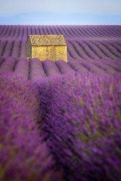 Ein Häuschen in einem lila Lavendelfeld in Frankreich