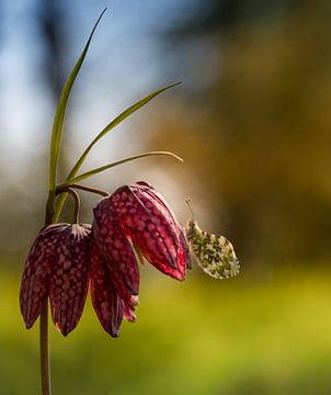 Oranje Tipje auf einer Kievietsblume
