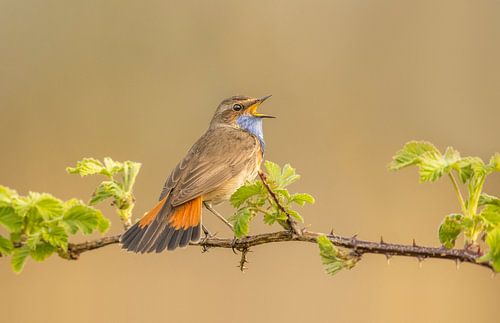 zingende blauwborst