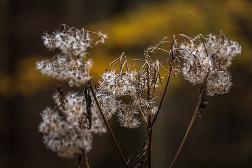 Blooming flower in the forest