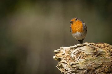 robin on stump by Esther Bax