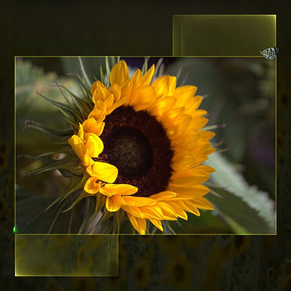 Sunflower with border by Carla van Zomeren