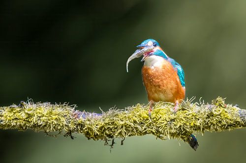Ijsvogel met vis