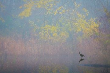 Ontwaken In het bos van mauro maione