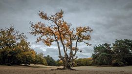Kletterbaum, Teteringse Heide, Kadettenlager von Patrick Rosenthal