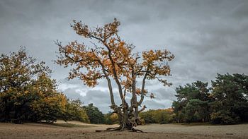 Klimboom, Teteringse Heide, Cadettenkamp