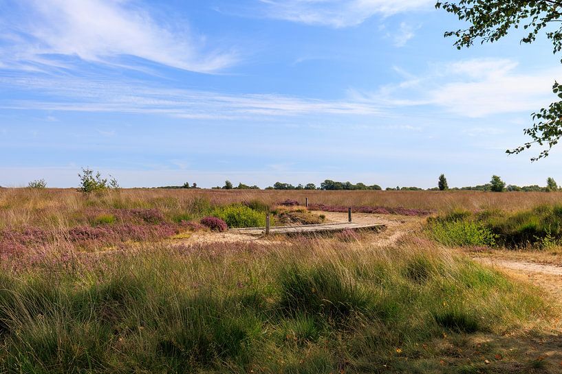 Balloerveld sur les landes par Antje Verleg-Dijk