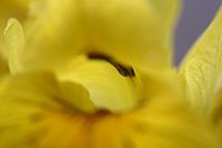 Yellow iris 2