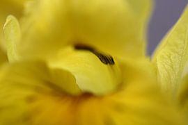 Sumpf-Schwertlilie 2 von Lisette Tegelberg - Zegwaard