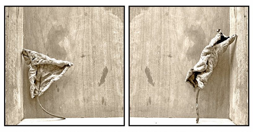 Autum leaves by Anja Jooren