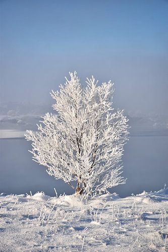 Een bevroren boom bij Myvatn