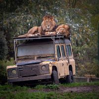 Leeuwen op het dak van een jeep