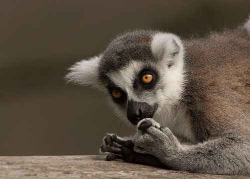 mijn tenen ruiken niet van anja voorn