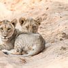 Leeuwen welpjes in Namibie  von Thomas Bartelds