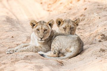 Leeuwen welpjes in Namibie  van Thomas Bartelds