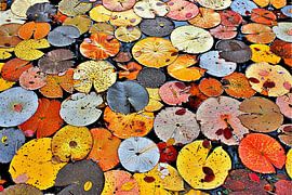 Impressionistic water lilies by Art & Soul Creations