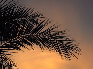 Palmwedel zu Sonnenuntergang von Tobias Wartenberg