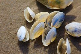 Ostseestrand mit Muscheln von Thomas Jäger