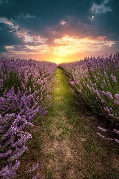 Lavendel in Kőröshegy, prachtig veld in de zonsondergang aan het Balatonmeer, Hongarije van Fotos by Jan Wehnert