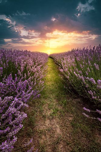 Lavendel in Kőröshegy, prachtig veld in de zonsondergang aan het Balatonmeer, Hongarije