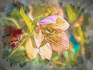 Helleborus