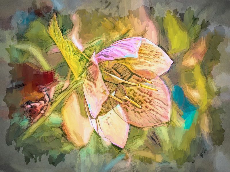 Helleborus van Rob Boon