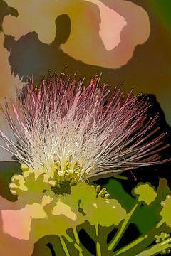 Persian silk tree flower. 5 by Alie Ekkelenkamp