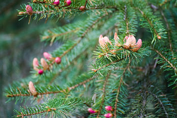 Pine Spruce