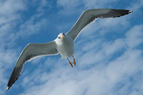 vliegende meeuw