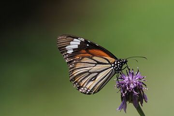 #NEPAL555 Common Tiger (Danaus genutia) by Coen nengerman