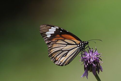 #NEPAL555 Common Tiger (Danaus genutia)