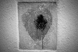 France Bleeding Heart