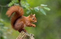 Eichhörnchen mit großem Schwanz von Menno Schaefer Miniaturansicht