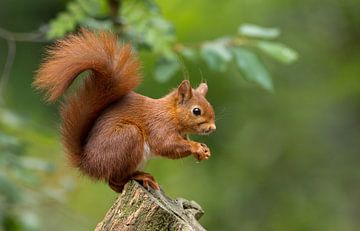 Écureuil avec une grande queue sur Menno Schaefer