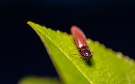 Athous Beetle on leaf by Baris Arkin