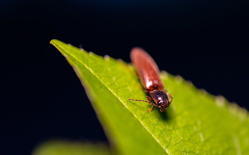 Kartoffelkäfer auf Blatt von Baris Arkin
