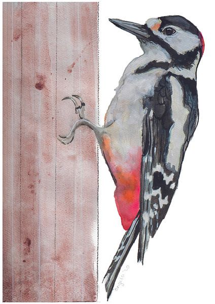 Pied Woodpecker bird illustration by Angela Peters