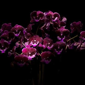 Orchidee Phalaenopsis 'Hot Kiss'. sur Rens Kromhout