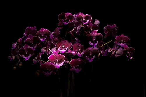 Orchidee Phalaenopsis 'Hot Kiss'. van Rens Kromhout