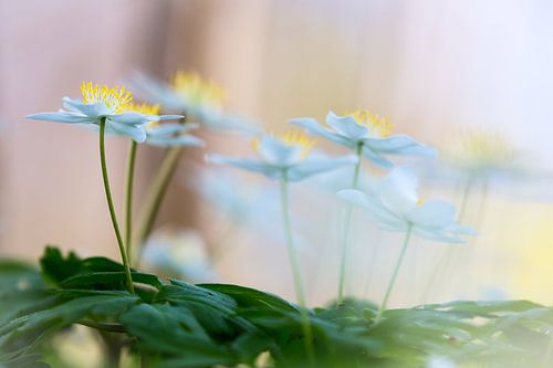 Sfeer opname van Bosanemoon