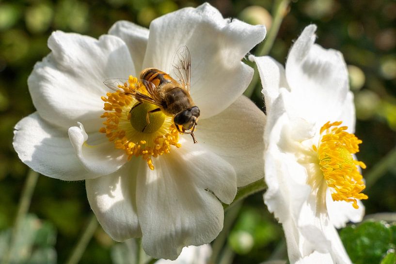 Blinde Biene auf Anemone von Lieven Tomme
