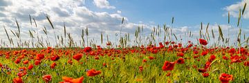 Champ de coquelicots avec céréales | Panorama sur Melanie Viola